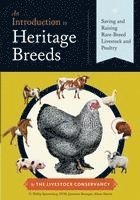 bokomslag An Introduction to Heritage Breeds: Saving and Raising Rare-Breed Livestock and Poultry