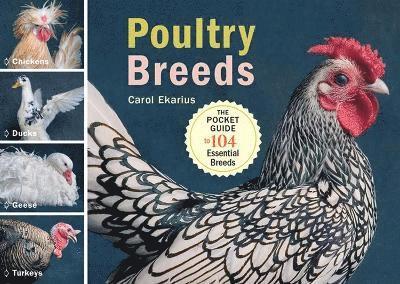 Poultry Breeds 1