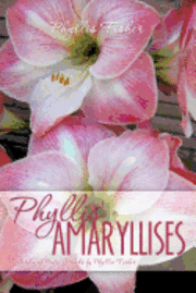 Phyllis' Amaryllises 1