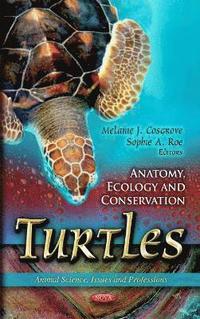 bokomslag Turtles