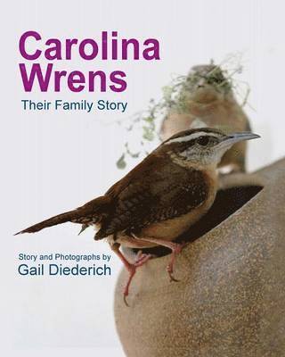 Carolina Wrens 1