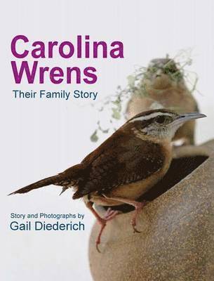 Carolina Wrens 1