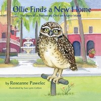 bokomslag Ollie Finds a New Home, The Story of a Burrowing Owl on Marco Island