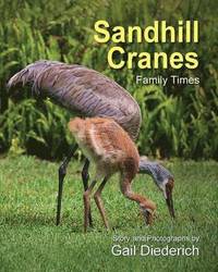 bokomslag Sandhill Cranes, Family Times