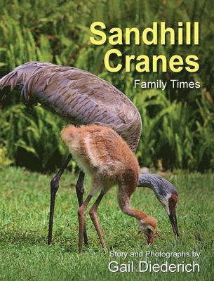 Sandhill Cranes, Family Times 1