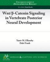 bokomslag Wnt/?-Catenin Signaling in Vertebrate Posterior Neural Development