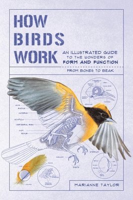 Marianne Taylor - How Birds Work: An Illustrated Guide to the Wonders of Form and Function - From Bones to Beak, Häftad