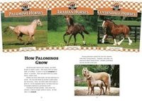 bokomslag Horses Set 1 (Set)