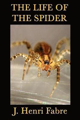 The Life of the Spider 1