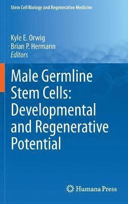Male Germline Stem Cells: Developmental and Regenerative Potential 1
