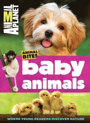 Animal Bites: Baby Animals