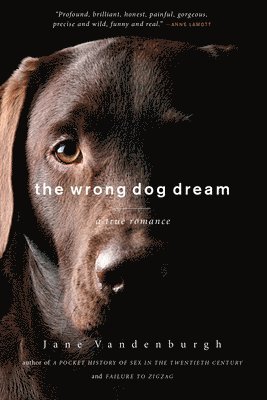 The Wrong Dog Dream 1