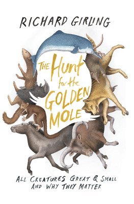 bokomslag The Hunt for the Golden Mole: All Creatures Great & Small and Why They Matter