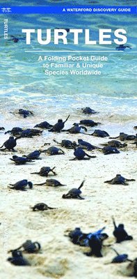 bokomslag Turtles