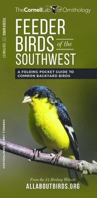 bokomslag Feeder Birds of the Southwest