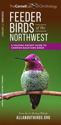 bokomslag Feeder Birds of the Northwest