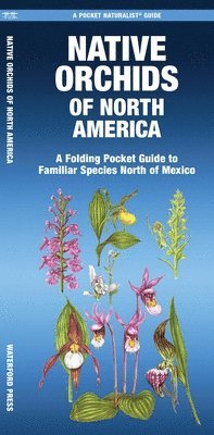 bokomslag Native Orchids of North America: A Folding Pocket Guide to Familiar Species North of Mexico