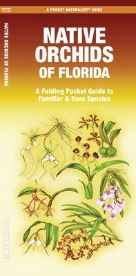 bokomslag Mary Ruden, M: Native Orchids of Florida