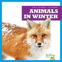 bokomslag Animals in Winter