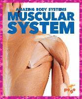 Karen Kenney - Muscular System, Inbunden