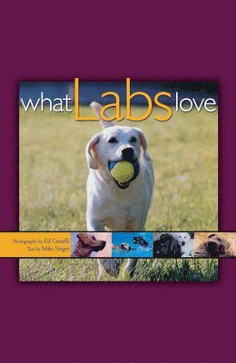 What Labs Love 1