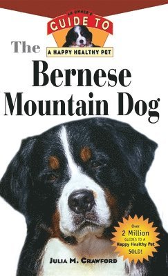 Bernese Mountain Dog 1