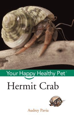 Hermit Crab 1