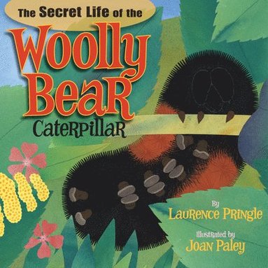 bokomslag Secret Life of the Woolly Bear Caterpillar
