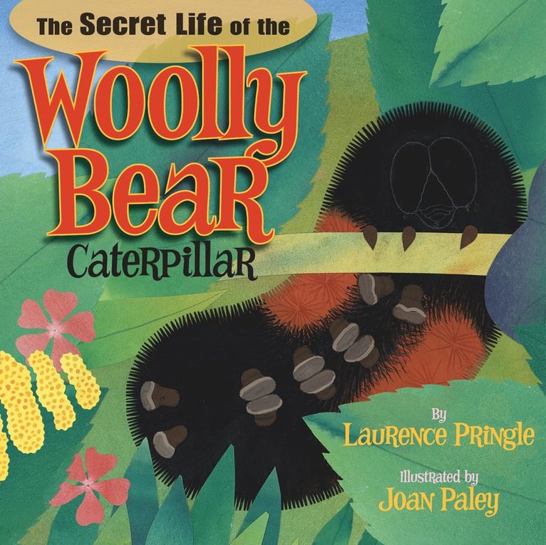 Secret Life of the Woolly Bear Caterpillar