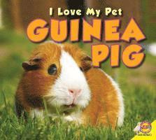 bokomslag Guinea Pig