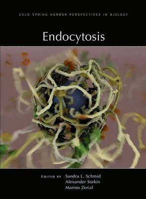 Endocytosis 1