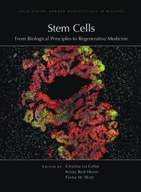 bokomslag Stem Cells: From Biological Principles to Regenerative Medicine