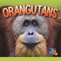 bokomslag Orangutans