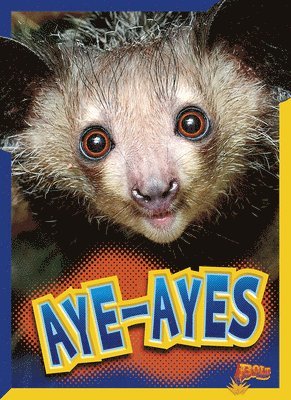 Aye-Ayes 1