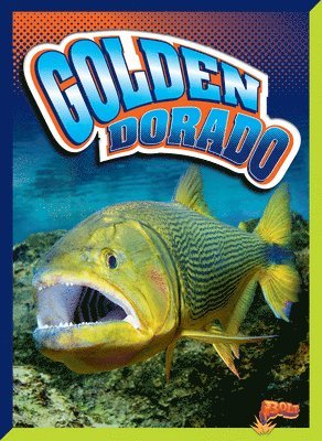 Golden Dorado 1