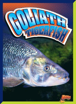 Goliath Tigerfish 1