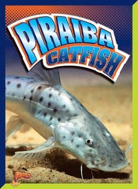 bokomslag Piraiba Catfish
