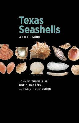 Texas Seashells 1