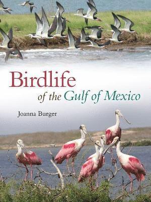 Birdlife of the Gulf of Mexico 1