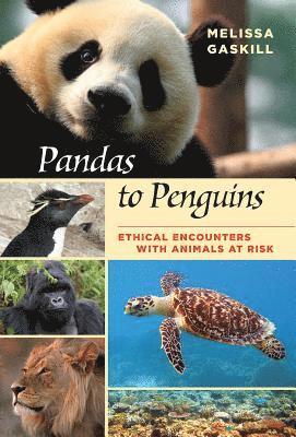 bokomslag Pandas to Penguins