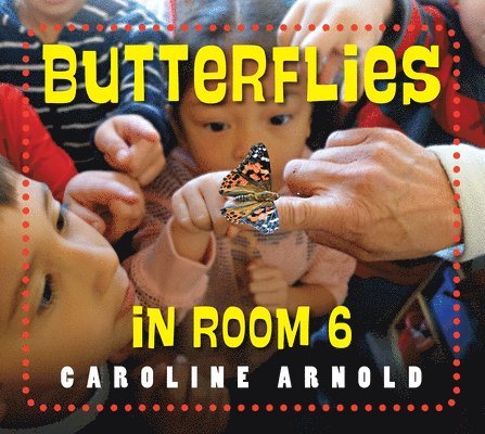 Butterflies in Room 6 1