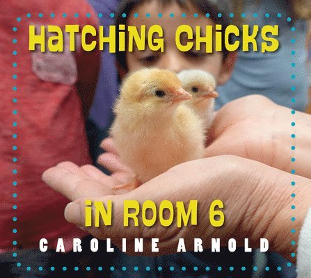 Hatching Chicks in Room 6 1