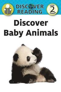 bokomslag Discover Baby Animals