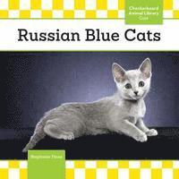 Russian Blue Cats 1