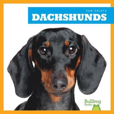 bokomslag Dachshunds