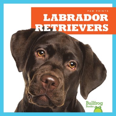 bokomslag Labrador Retrievers