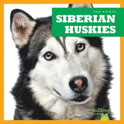 Siberian Huskies 1