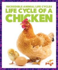 bokomslag Life Cycle of a Chicken