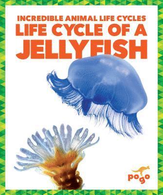 Life Cycle of a Jellyfish 1