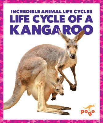 Life Cycle of a Kangaroo 1